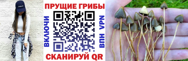 Галлюциногенные грибы Psilocybe  закладки  Чита 